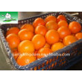 Cesta de plástico de 15 kg Naranja Fresh Navel